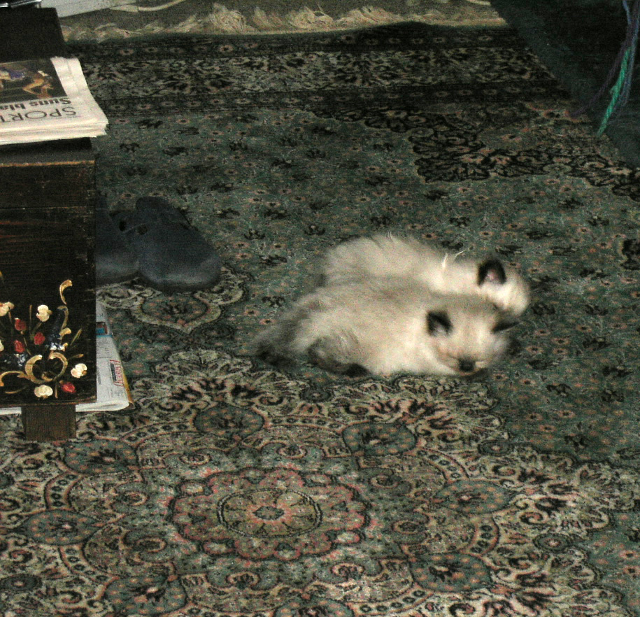w2077 sleeping spoonwise.jpg 463.3K